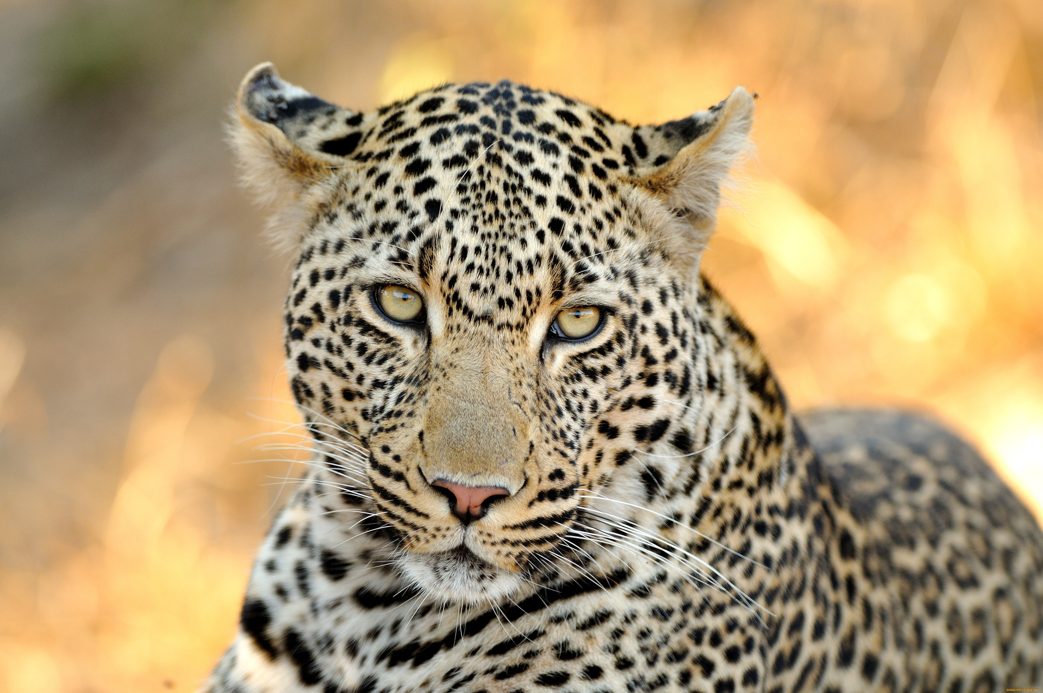 Leopard. Переднеазиатский леопард портрет. Ягуар и леопард морда. Леопард морда. Заставка на рабочий стол леопард.